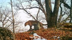 МЕТЕОВЕСТИ - прогноз погоды и новости о погоде от ФОБОС