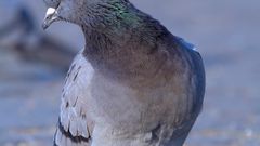 МЕТЕОВЕСТИ - прогноз погоды и новости о погоде от ФОБОС