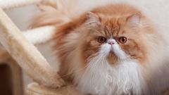 МЕТЕОВЕСТИ - прогноз погоды и новости о погоде от ФОБОС