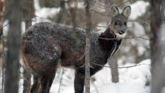МЕТЕОВЕСТИ - прогноз погоды и новости о погоде от ФОБОС