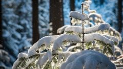 МЕТЕОВЕСТИ - прогноз погоды и новости о погоде от ФОБОС