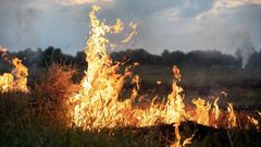 Лесные пожары