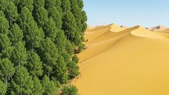 Зеленая стена