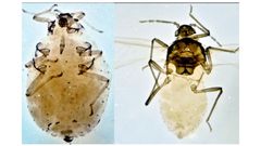 МЕТЕОВЕСТИ - прогноз погоды и новости о погоде от ФОБОС