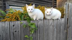 Любопытные котейки