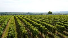 Виноградник