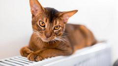 Котик на батарее