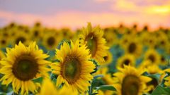 МЕТЕОВЕСТИ - прогноз погоды и новости о погоде от ФОБОС