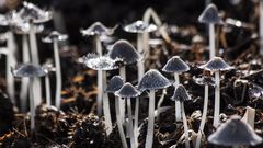 МЕТЕОВЕСТИ - прогноз погоды и новости о погоде от ФОБОС