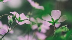 МЕТЕОВЕСТИ - прогноз погоды и новости о погоде от ФОБОС