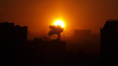 Городские цветы