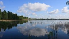 Белое