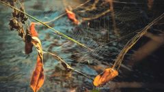 Осень запуталась в паутине...