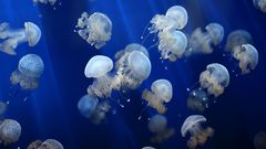 МЕТЕОВЕСТИ - прогноз погоды и новости о погоде от ФОБОС