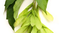 МЕТЕОВЕСТИ - прогноз погоды и новости о погоде от ФОБОС