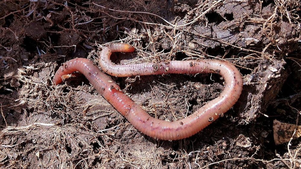 Класс малощетинковые черви строение. Метанефридии кольчатых червей. Внешний вид дождевого червя биология 7 класс. Дождевые черви строение. Сегменты дождевого червя ответы.