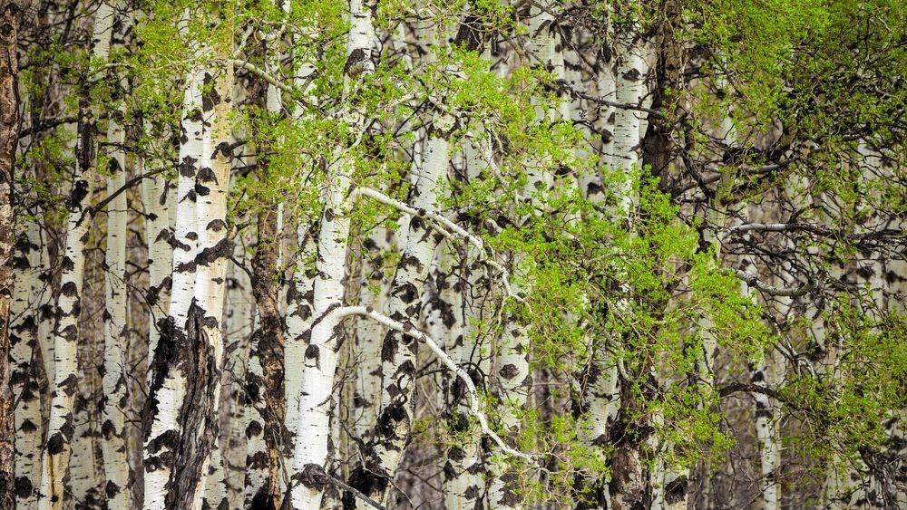 Какое из этих деревьев растет самым быстрым темпом Какое из этих деревьев растет самым быстрым темпом