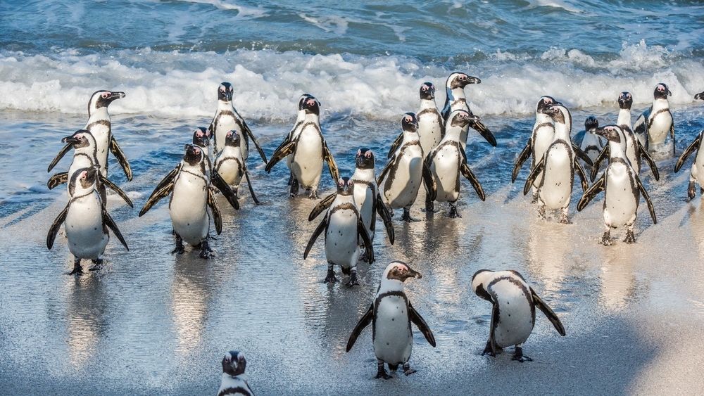 Пингвины идут с пляжа молча. ЮАР пингвины на пляже. Живут ли пингвины в Африке. Пингвины в Африке Давлеканово. Пингвин идет.