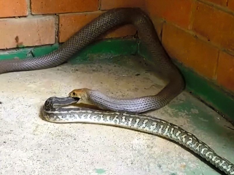 Редкое видео: змея съела змею