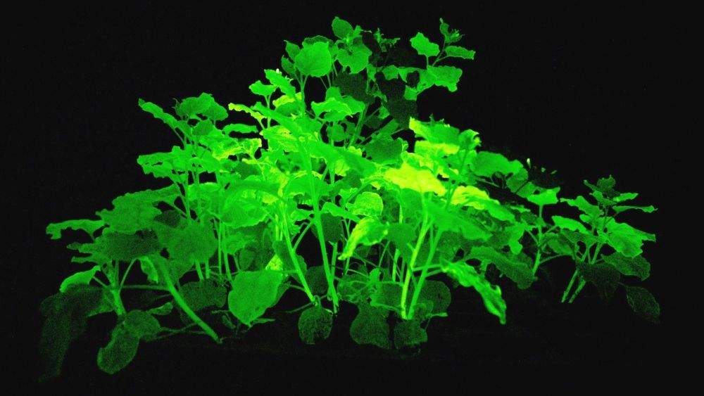 Светящиеся растения становятся реальностью