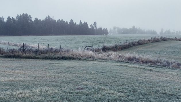 Заморозки