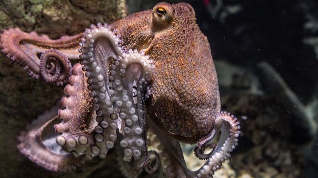 Учёные нашли сходство между мозгом осьминога и человека