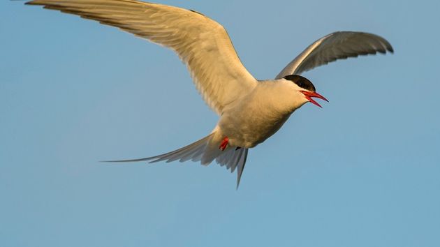 Найдена птица, которая могла пролететь более 2,1 млн км
