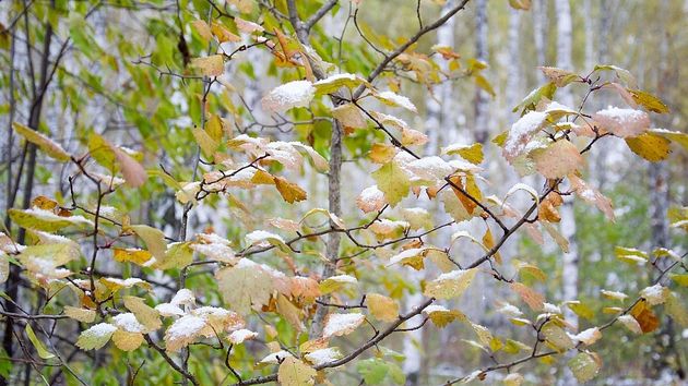 Первый снег