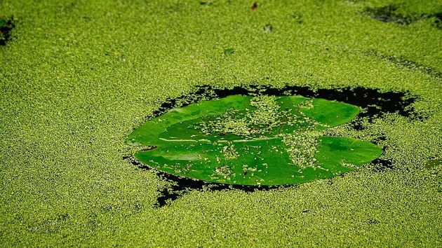 Зелёная вода