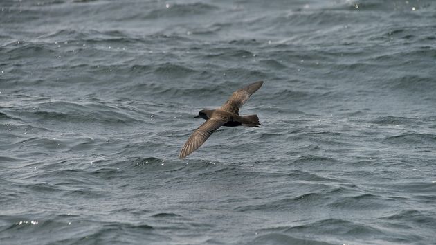 Буревестник