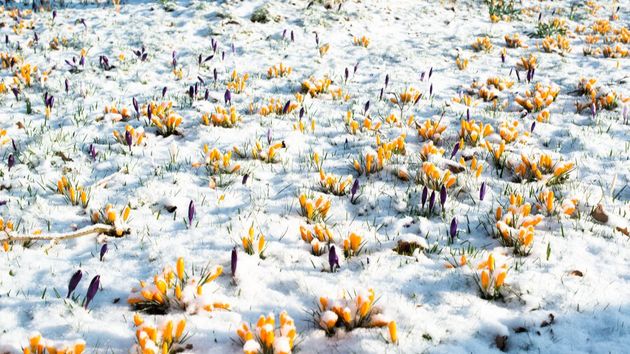 Последний снег