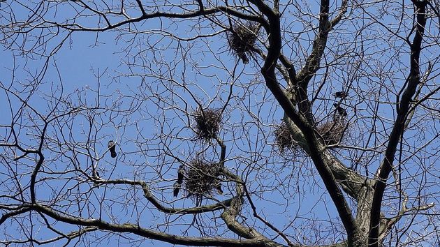 Грачи прилетели