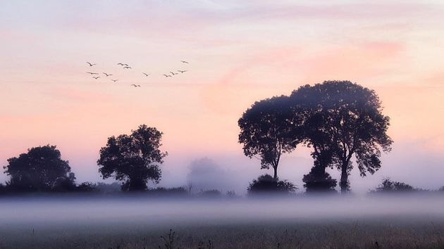 Перелёные птицы