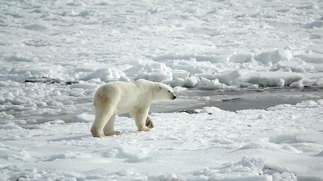 Белый медведь