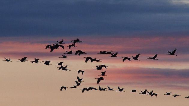 Перелётные птицы