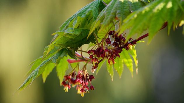 Американский клён